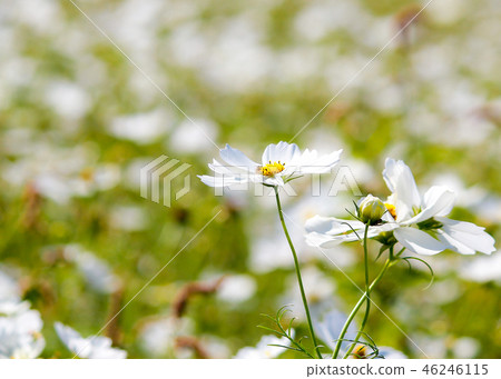 Taiwan, bayberry, flower season, cosmos, white, sunny, autumn, blue sky, sky, landscape Taiwan, bayberry, flower season, cosmos, white, sunny, autumn, blue sky, sky, landscape 46246115