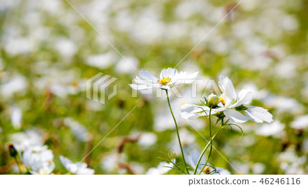 Taiwan, bayberry, flower season, cosmos, white, sunny, autumn, blue sky, sky, landscape Taiwan, bayberry, flower season, cosmos, white, sunny, autumn, blue sky, sky, landscape 46246116
