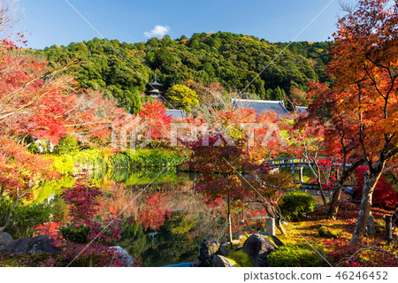 Eikan-do zenrinji garden in autumn 46246452
