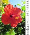 Hibiscus 46246568