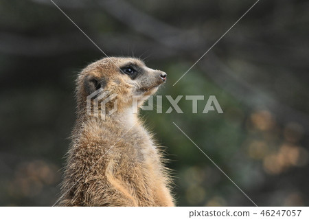 meerkat  46247057