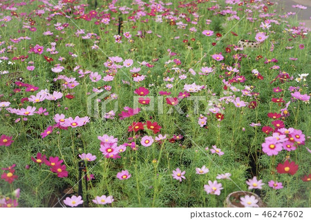 Flowers in the garden Flowers in the garden 46247602