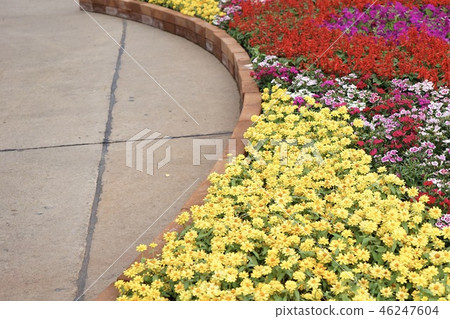 Flowers in the garden Flowers in the garden 46247604