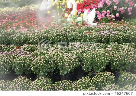 Flowers in the garden Flowers in the garden 46247607