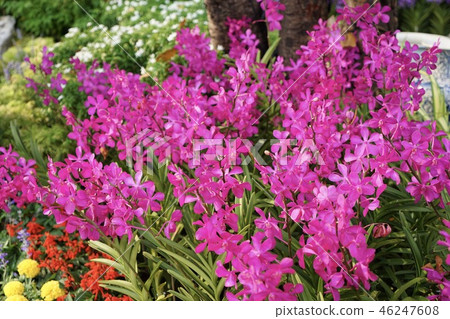 Flowers in the garden Flowers in the garden 46247608