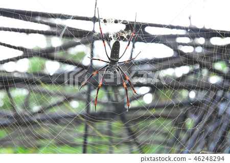 Banana spiders or golden orb-weavers 46248294
