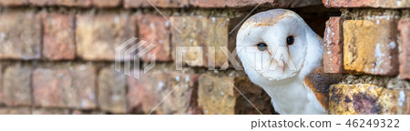 Barn Owl Looking Out of a Hole in a Wall Panorama Barn Owl Looking Out of a Hole in a Wall Panorama 46249322