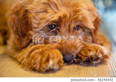 Cute Puppy Dog Laying Down Looking Sad Cute Puppy Dog Laying Down Looking Sad 46249342