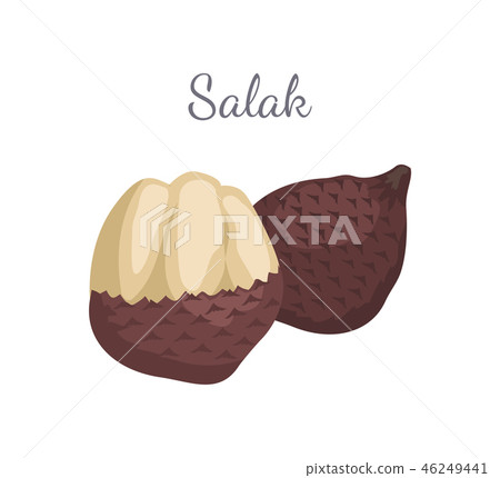 Salak Salacca Palm Tree Exotic Juicy Fruit Vector 46249441