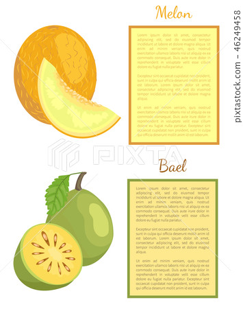 Bael Exotic Juicy Fruit Vector Melon Whole Cut 46249458