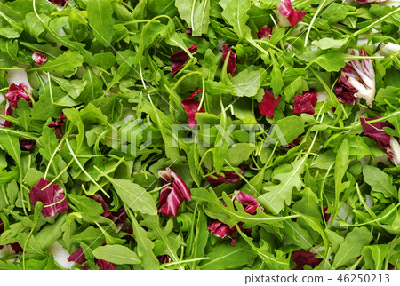 Chicory greens with red leaves Chicory greens with red leaves 46250213