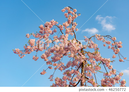 Image of full bloom cherry blossoms and blue sky spring 46250772
