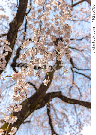櫻花盛開春天的形象 櫻花盛開春天的形象 46250796