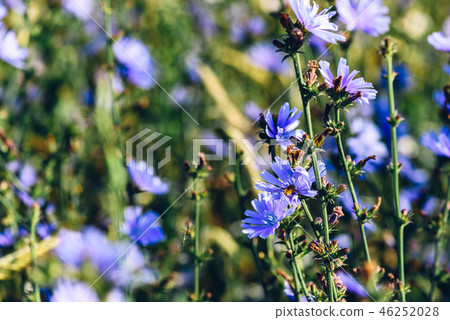 Bee collects nectar from the flowers of chicory Bee collects nectar from the flowers of chicory 46252028