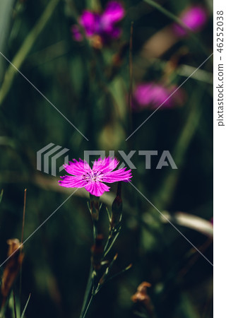 Flower of pink dianthus Flower of pink dianthus 46252038