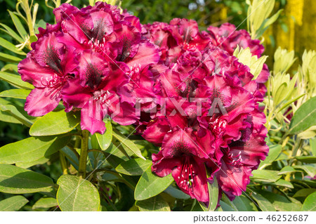 Rhododendron Hybrid Midnight Beauty, Rhododendron Rhododendron Hybrid Midnight Beauty, Rhododendron 46252687