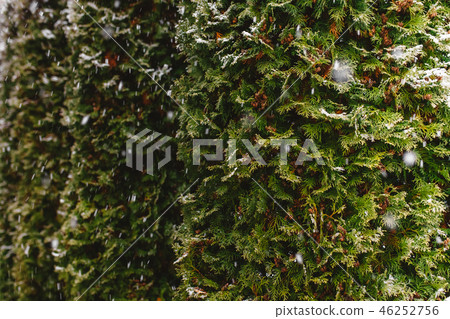 Spruce, arborvitae covered with snow, close focus Spruce, arborvitae covered with snow, close focus 46252756