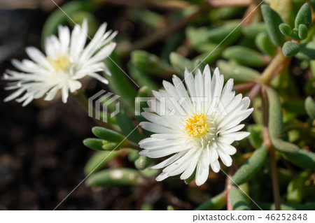 Midday flower, Delosperma congestum Midday flower, Delosperma congestum 46252848
