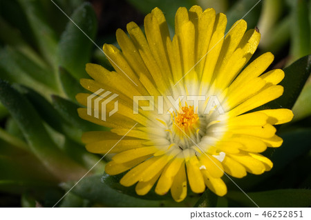 Midday flower, Delosperma congestum Midday flower, Delosperma congestum 46252851