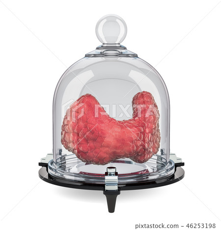 Human thyroid covered by glass bell, protect 46253198
