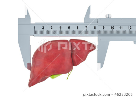 Human liver with vernier caliper 46253205