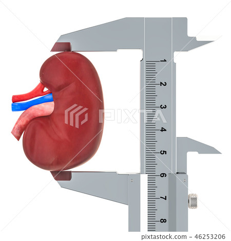 Human kidney with vernier caliper 46253206