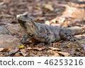 Mexican iguana - camouflage effect on the ground 46253216