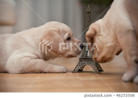 retriever, puppies, puppy 46253506