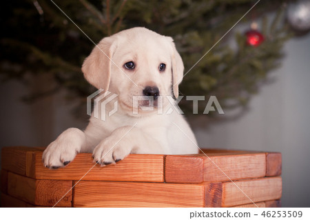 retriever, puppies, puppy 46253509