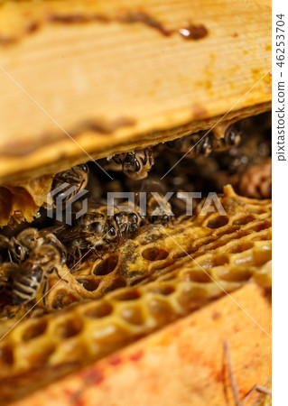 Closeup bee portrait on honeycomb in beehive Closeup bee portrait on honeycomb in beehive 46253704