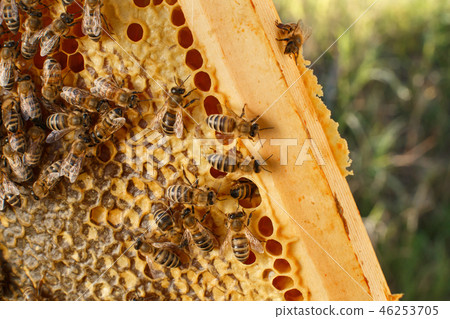 close up honeycomb in wooden frame with bees on it close up honeycomb in wooden frame with bees on it 46253705