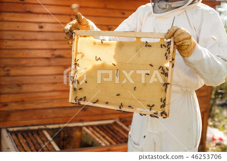 closeup hands of beekeeper hold wooden frame with  46253706