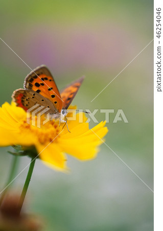 White-headed Flycatcher 46254046
