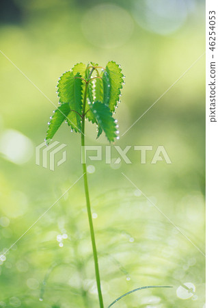 Takitori grass of the grass 46254053