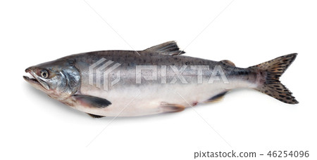 Fresh atlantic salmon fish 46254096