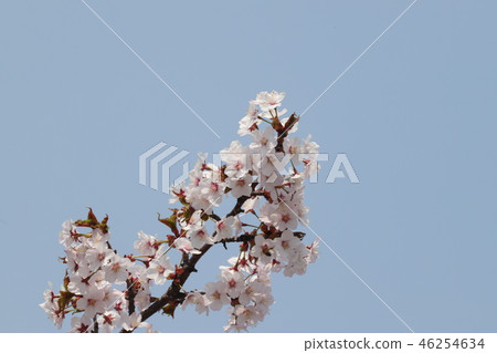 櫻桃樹 46254634