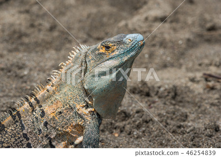Black Iguana (Ctenosaura similis) sunning himself. 46254839