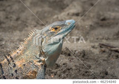 Black Iguana (Ctenosaura similis) sunning himself. Black Iguana (Ctenosaura similis) sunning himself. 46254840