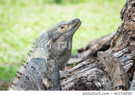 Black Iguana (Ctenosaura similis) sunning himself. Black Iguana (Ctenosaura similis) sunning himself. 46254890
