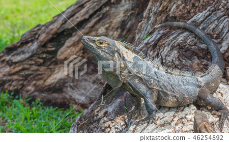 Black Iguana (Ctenosaura similis) sunning himself. 46254892