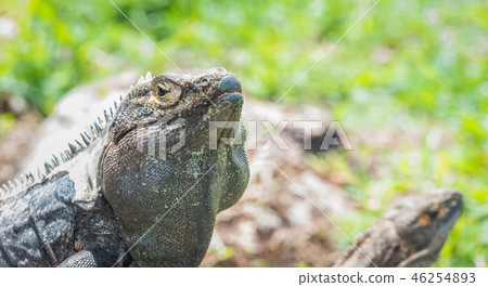 Black Iguana (Ctenosaura similis) sunning himself. 46254893