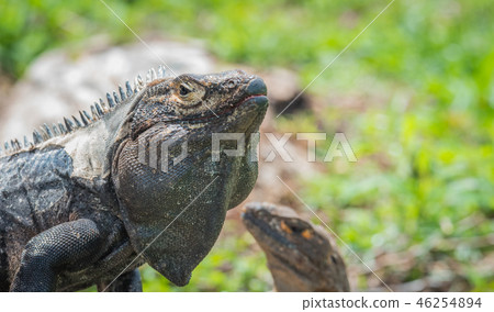 Black Iguana (Ctenosaura similis) sunning himself. 46254894