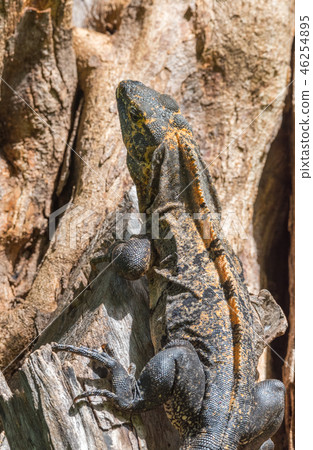 Black Iguana (Ctenosaura similis) sunning himself. 46254895