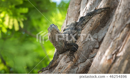 Black Iguana (Ctenosaura similis) sunning himself. 46254896
