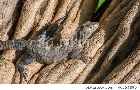 Black Iguana (Ctenosaura similis) sunning himself. 46254899