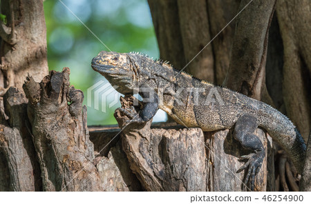 Black Iguana (Ctenosaura similis) sunning himself. 46254900