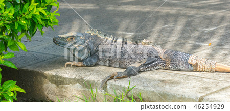 Black Iguana (Ctenosaura similis) sunning himself. 46254929