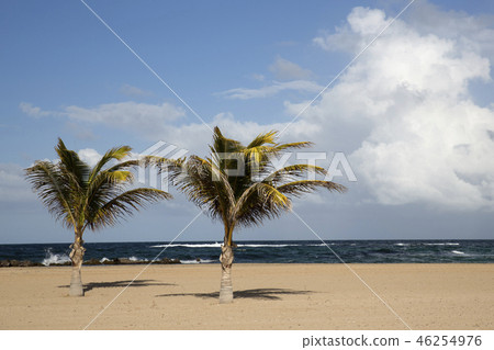 Saint Kitts Island Beautiful beach with palm trees 46254976