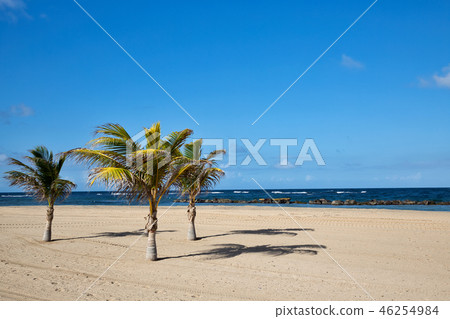 Saint Kitts Island Beautiful beach with palm trees 46254984