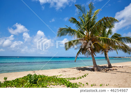Saint Kitts Island Beautiful beach with palm trees Saint Kitts Island Beautiful beach with palm trees 46254987